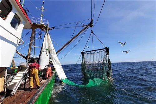 Comment choisir le bon filet de pêche pour différentes applications de pêche